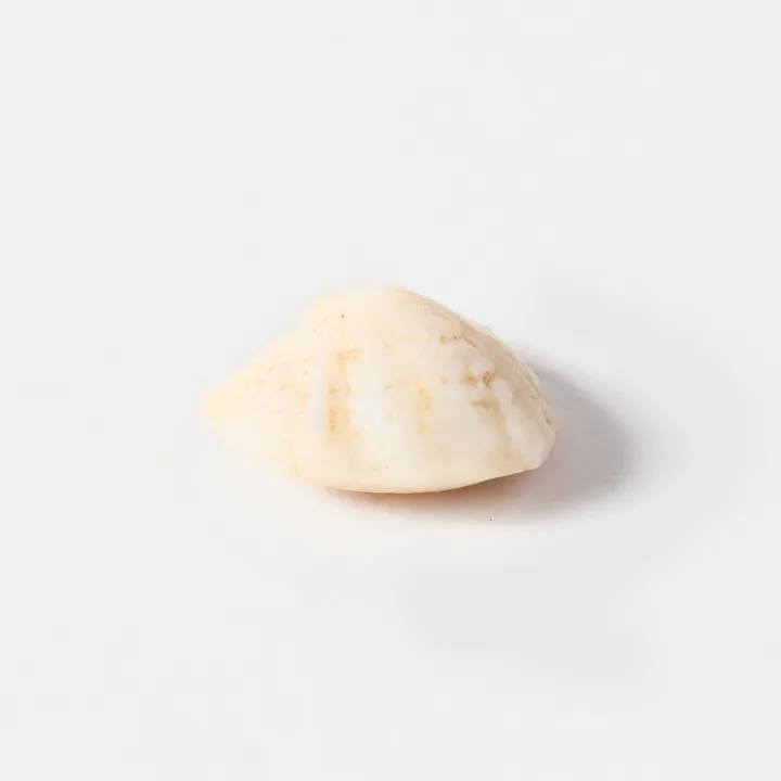Brown Color Oval Shaped Big Size Precious Sukra Mani Loose Gemstone (Per Carat) – Venus (Shukra) Gem for Luxury, Love & Marriage Harmony