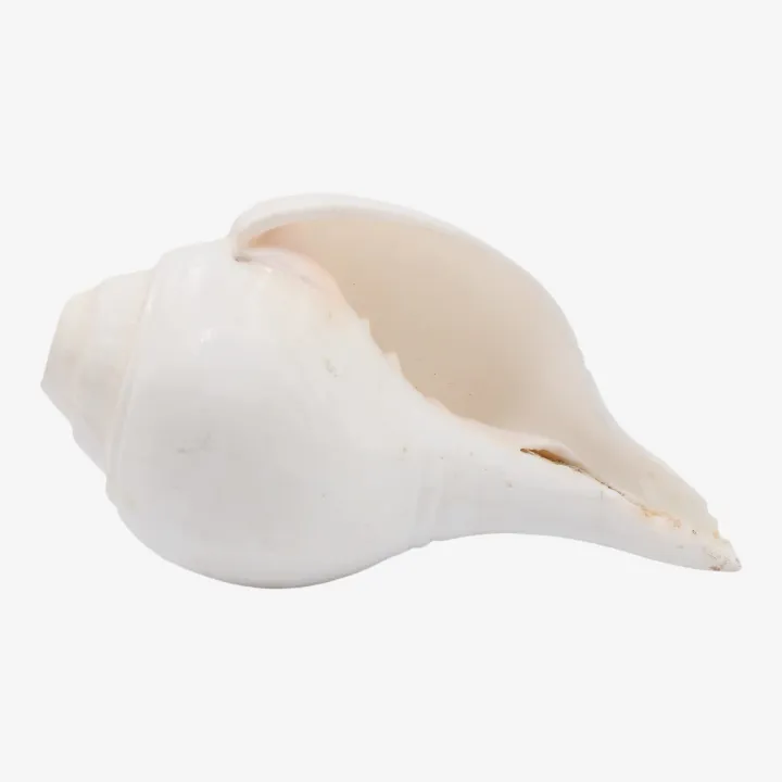 White Color Shankha (Sacred Conch) – Symbol of Purity, Prosperity & Divine Protection